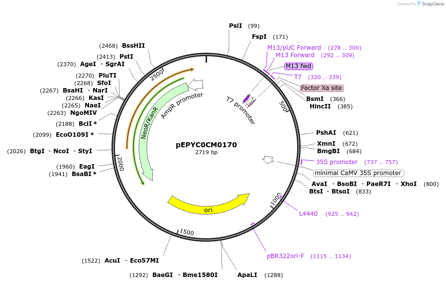 154599-plasmid-map-sequence-id-299473