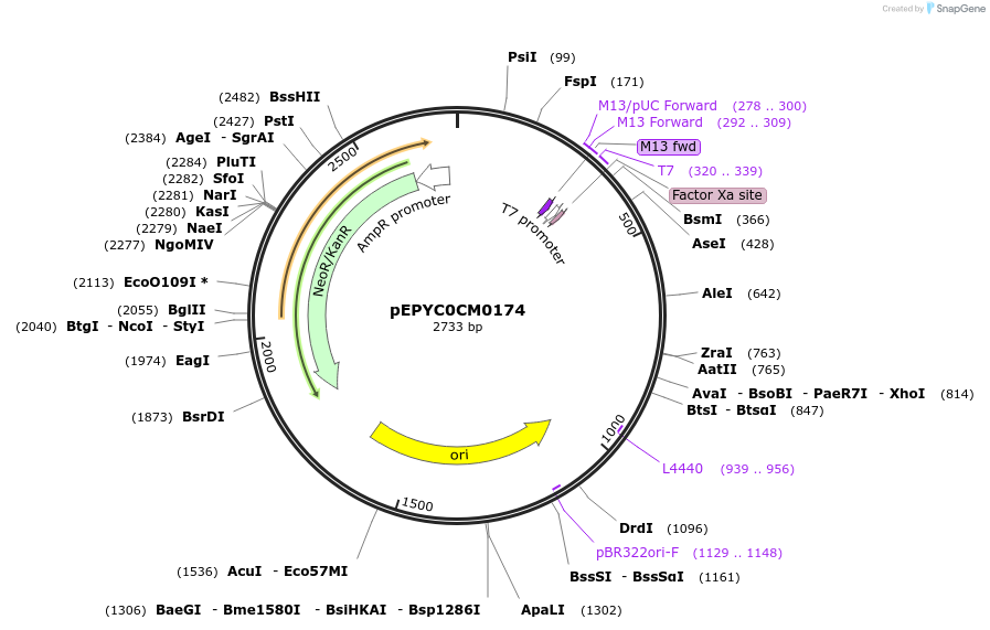 154602-plasmid-map-sequence-id-299476