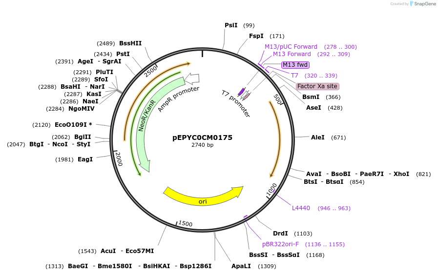 154603-plasmid-map-sequence-id-299477