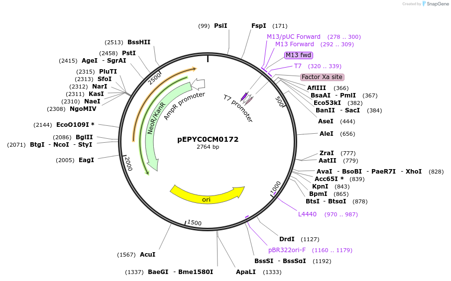 154604-plasmid-map-sequence-id-299478