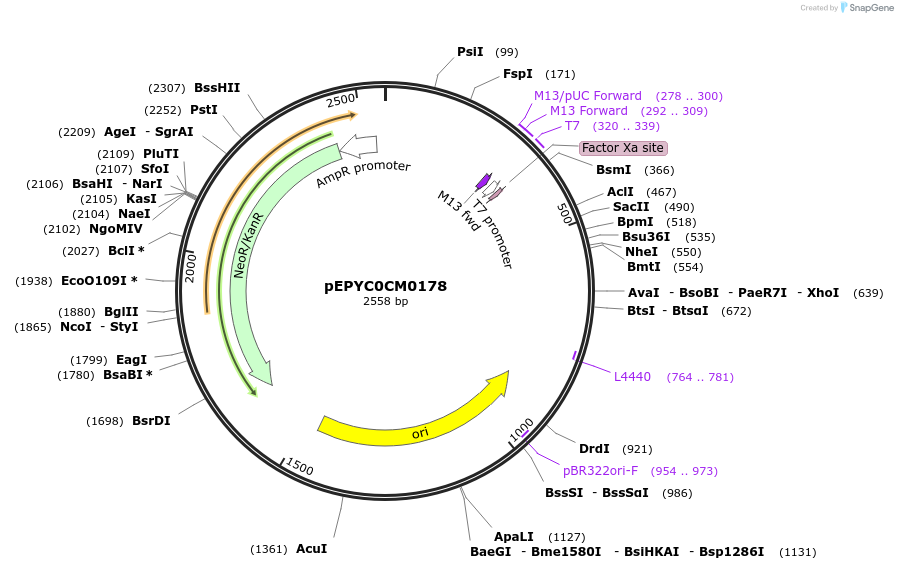 154605-plasmid-map-sequence-id-299479