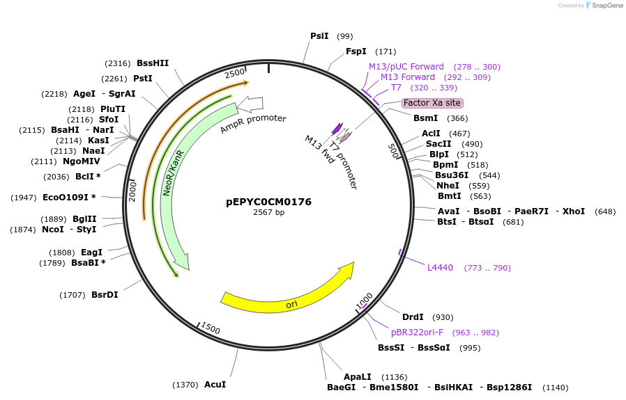 154607-plasmid-map-sequence-id-299481