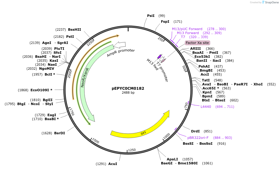 154609-plasmid-map-sequence-id-299483