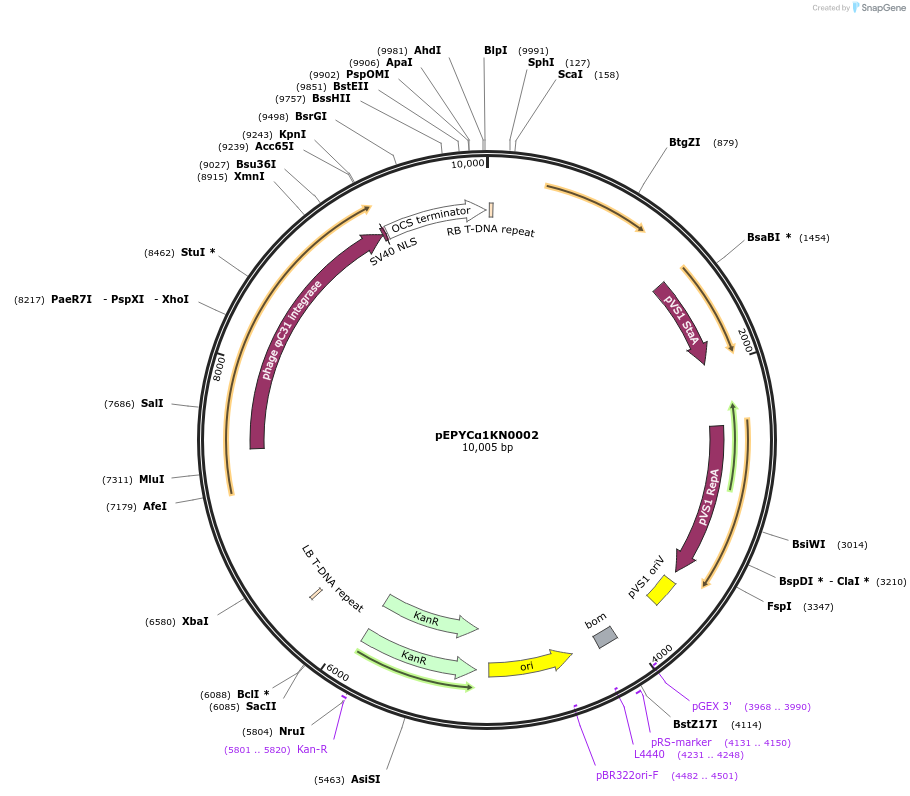 154612-plasmid-map-sequence-id-299486