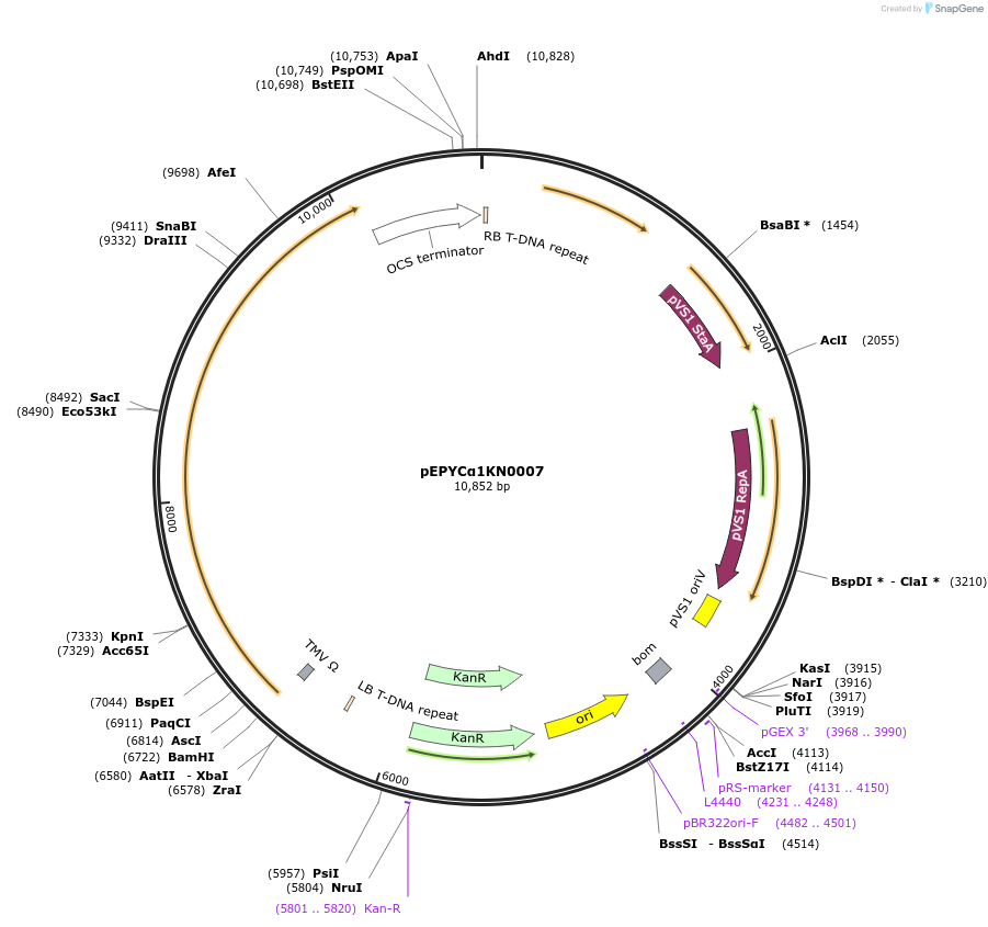 154614-plasmid-map-sequence-id-299488