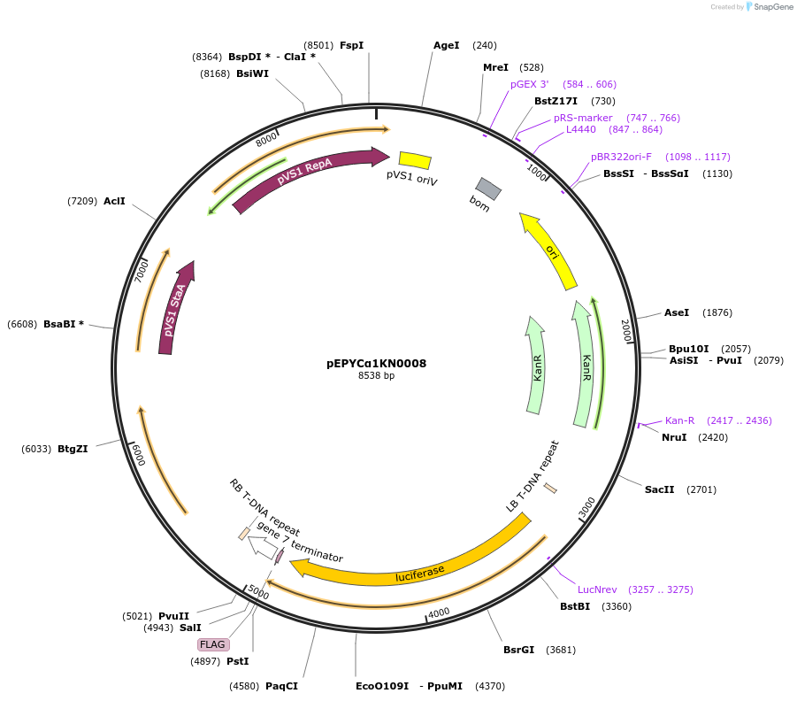 154615-plasmid-map-sequence-id-299489