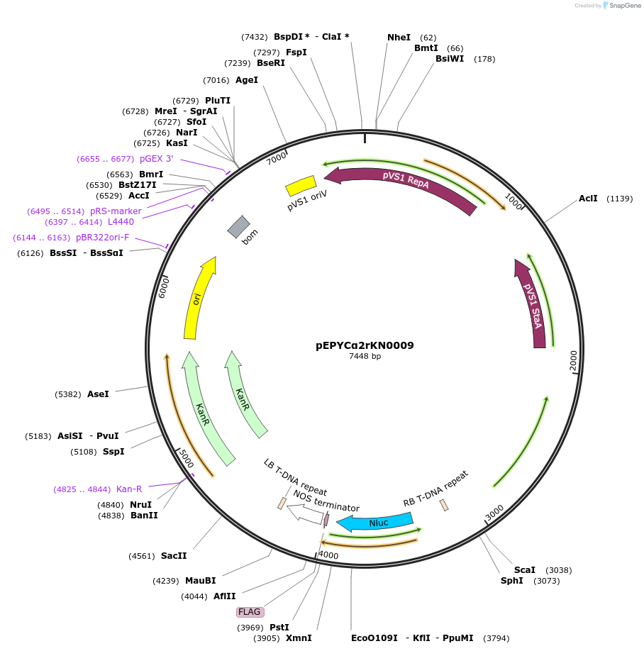 154616-plasmid-map-sequence-id-299490
