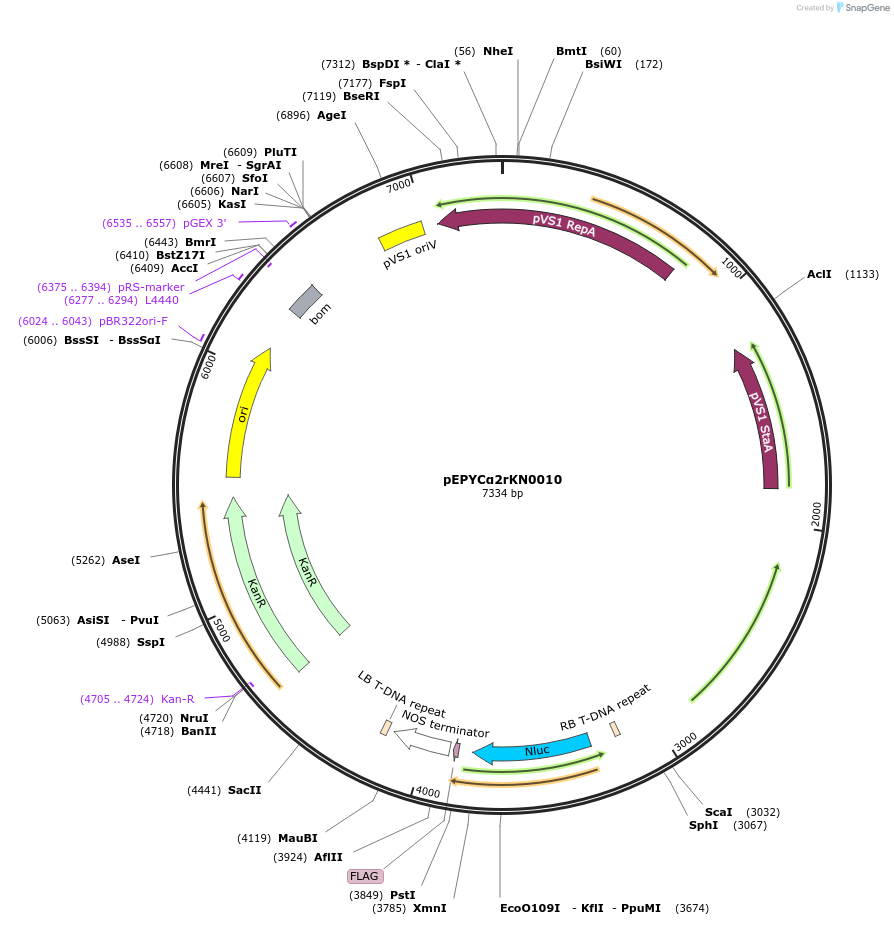 154617-plasmid-map-sequence-id-299491