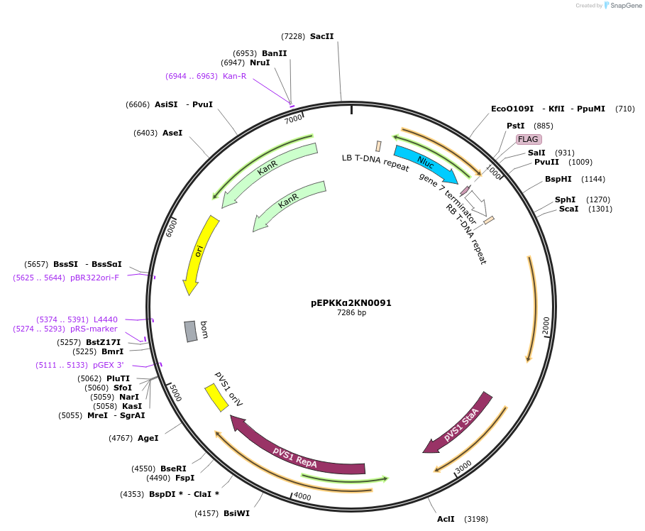 154618-plasmid-map-sequence-id-299492