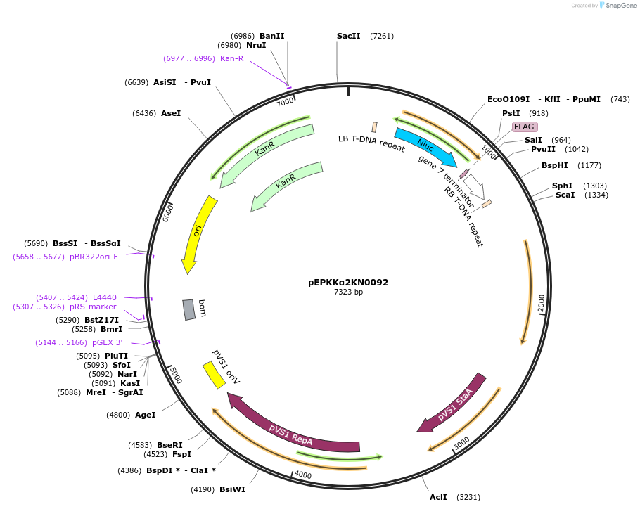 154619-plasmid-map-sequence-id-299493
