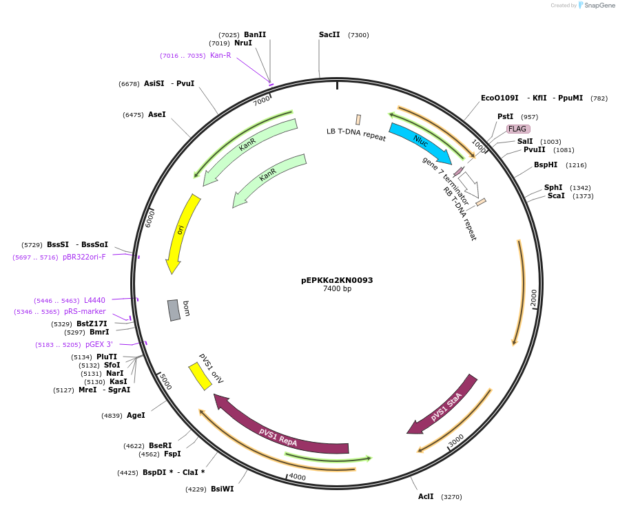 154620-plasmid-map-sequence-id-299494