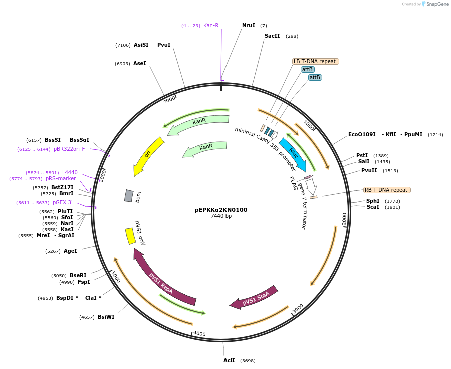 154621-plasmid-map-sequence-id-299495