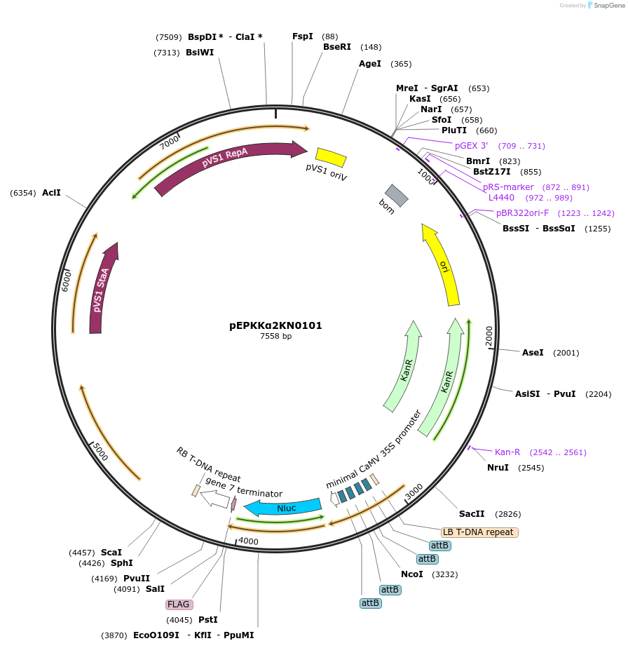 154622-plasmid-map-sequence-id-299496