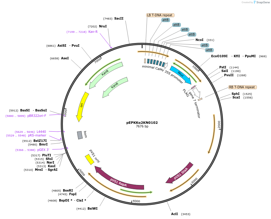 154623-plasmid-map-sequence-id-299497