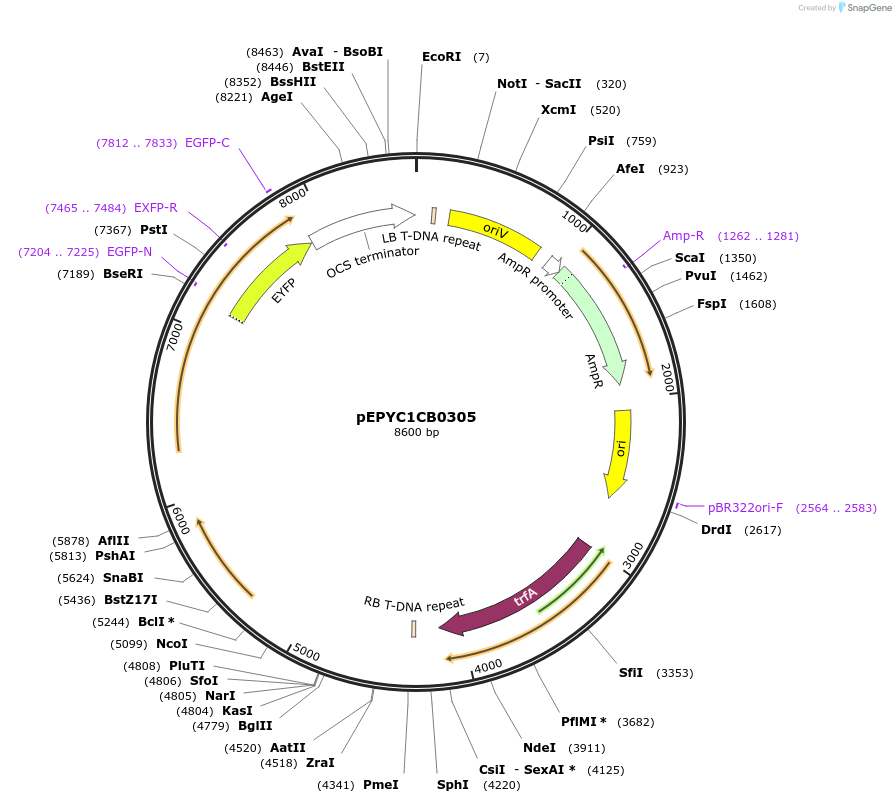 154625-plasmid-map-sequence-id-299499