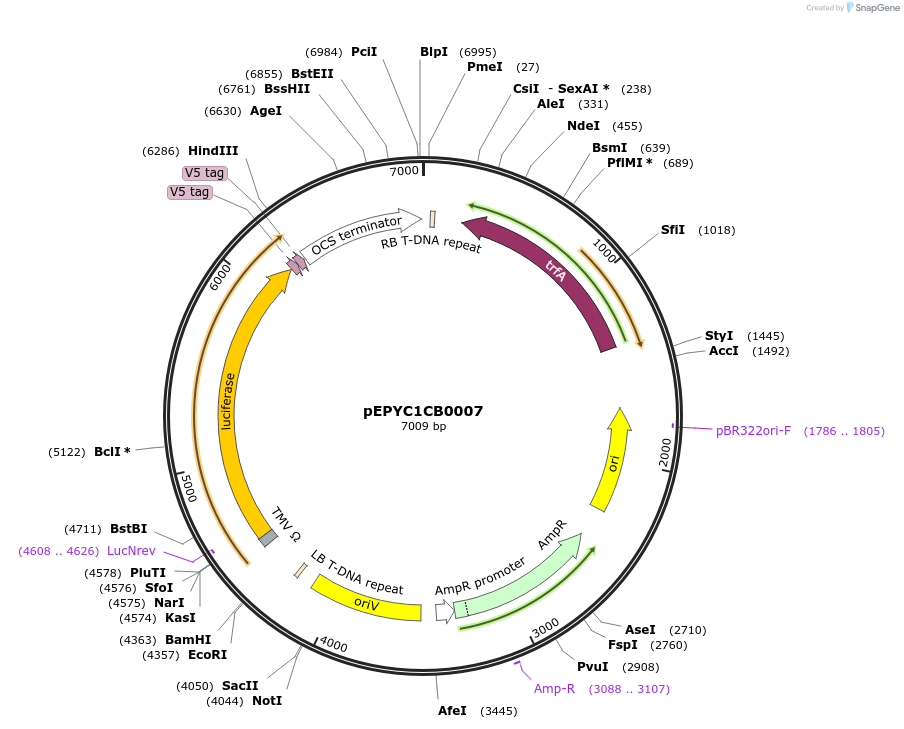 154630-plasmid-map-sequence-id-299504