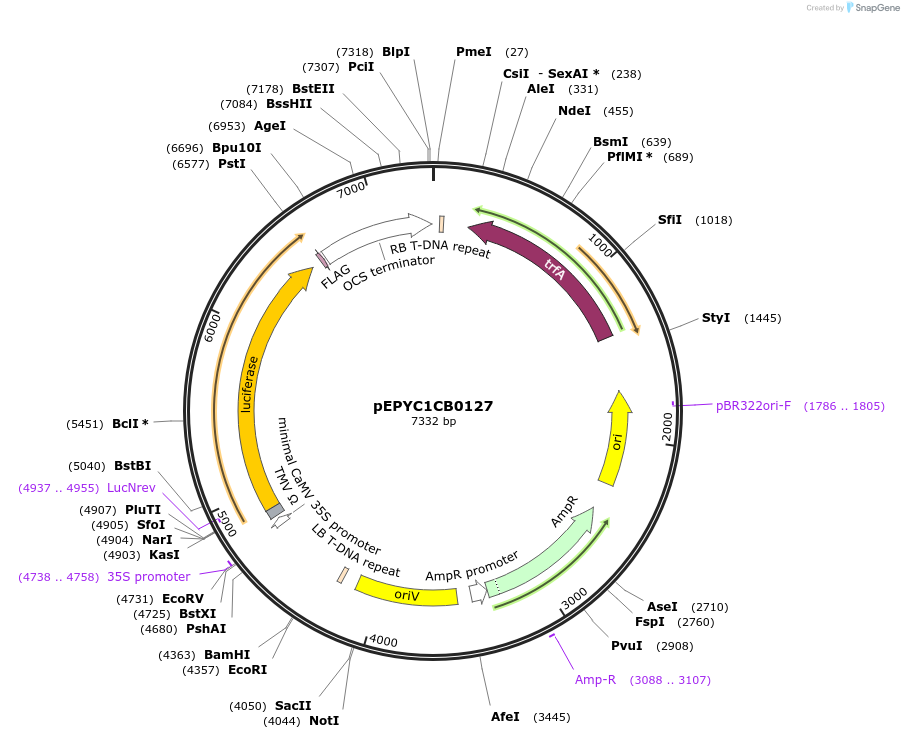 154634-plasmid-map-sequence-id-299508