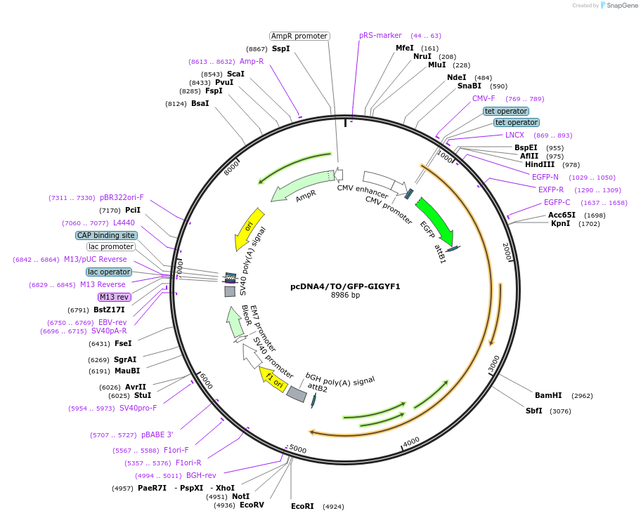 141188-plasmid-map-sequence-id-299509