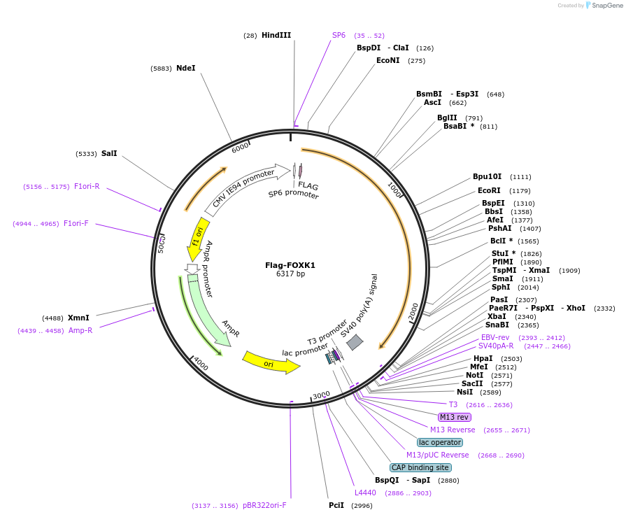153132-plasmid-map-sequence-id-299511