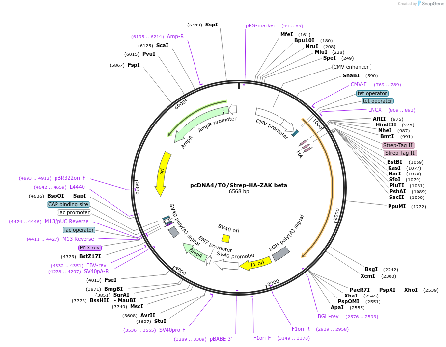 141195-plasmid-map-sequence-id-299515