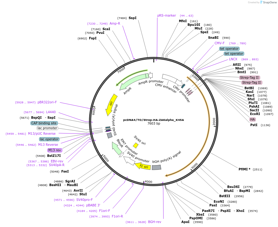 141194-plasmid-map-sequence-id-299516