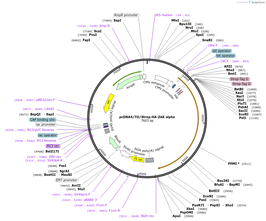 141193-plasmid-map-sequence-id-299542