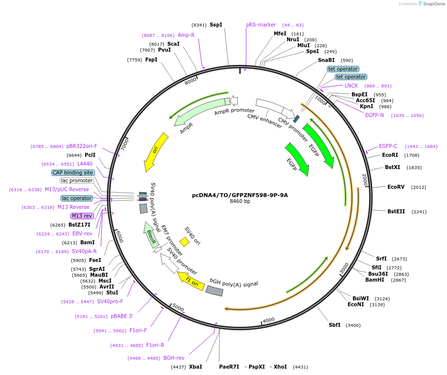 141192-plasmid-map-sequence-id-299547
