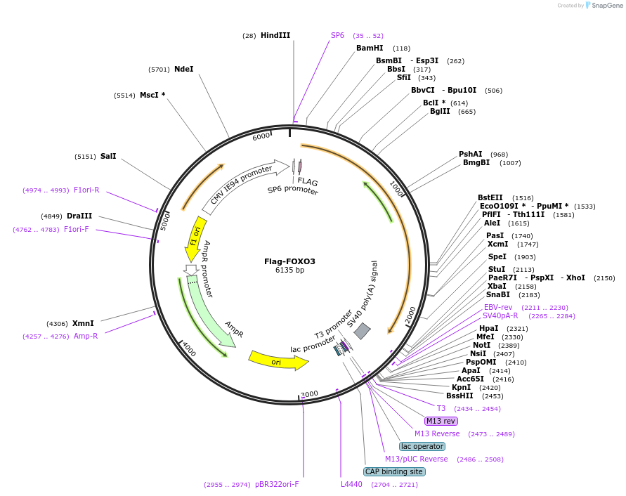 153142-plasmid-map-sequence-id-299548