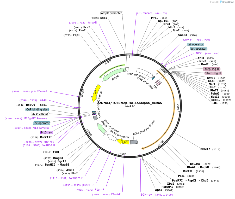 141197-plasmid-map-sequence-id-299550