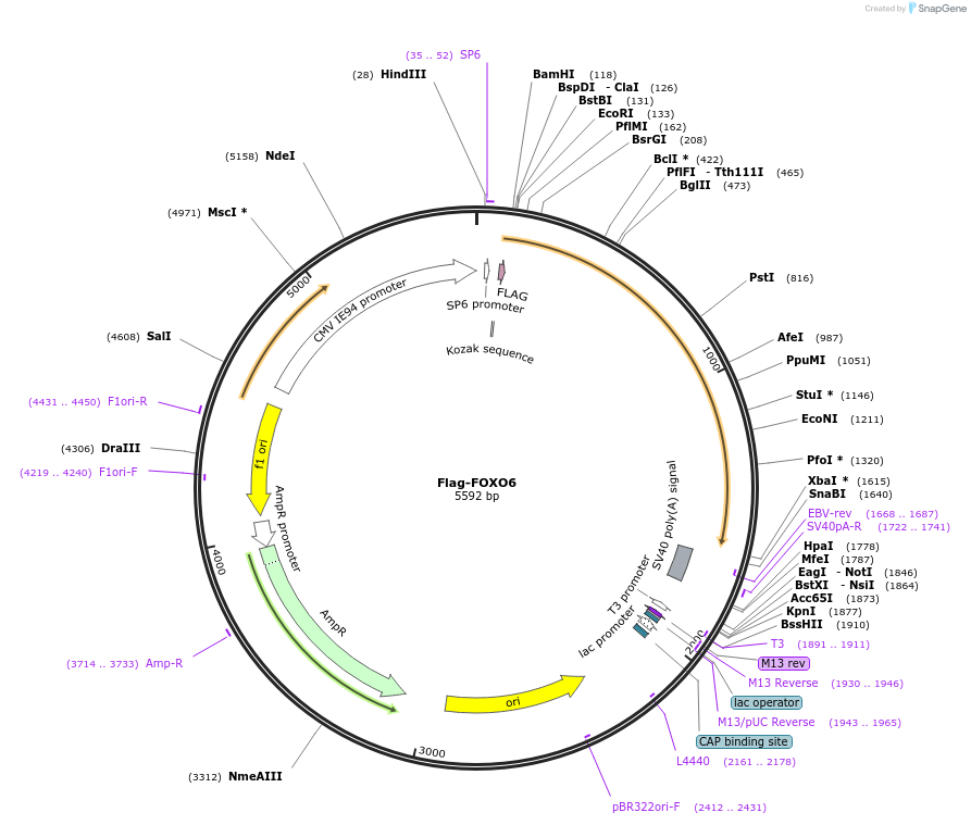 153144-plasmid-map-sequence-id-299551