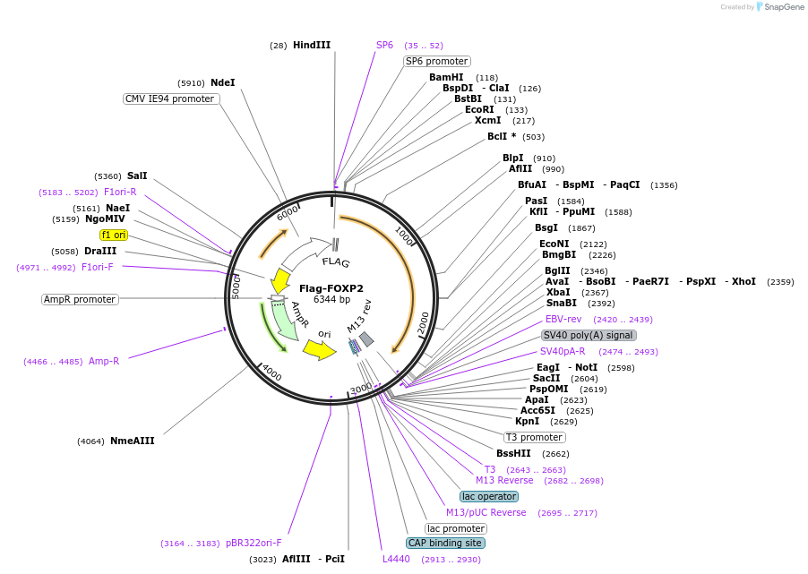 153146-plasmid-map-sequence-id-299553