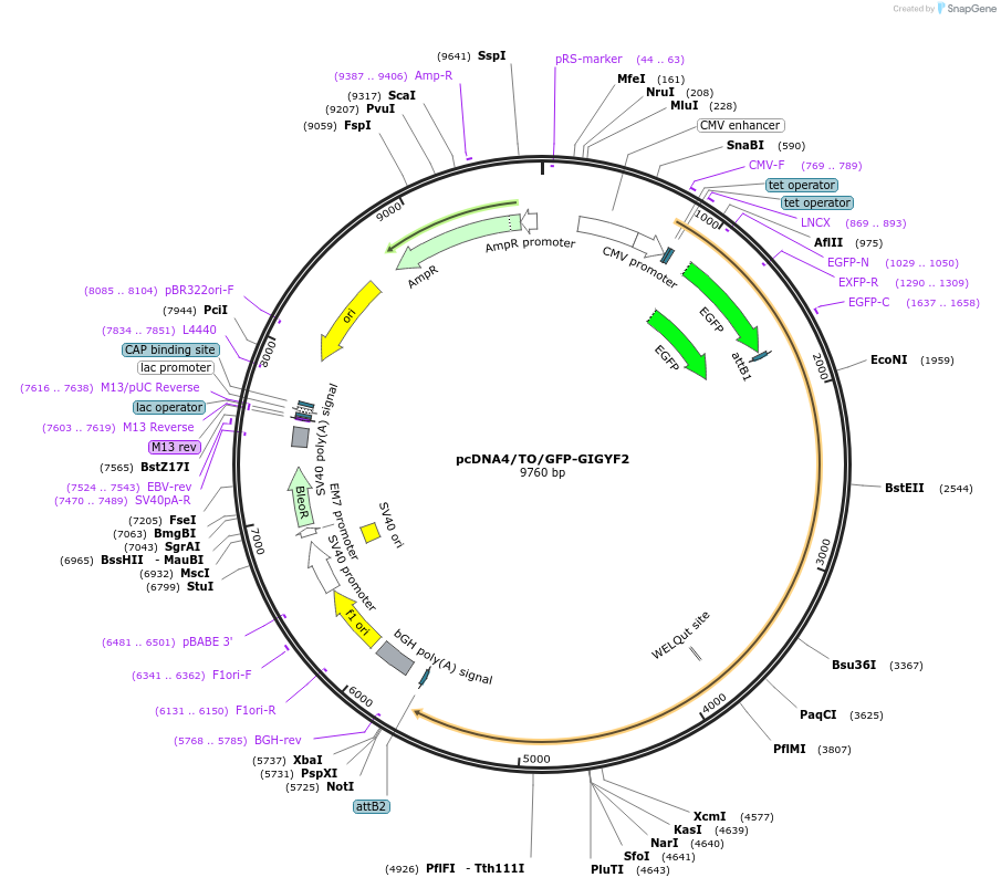141189-plasmid-map-sequence-id-299555