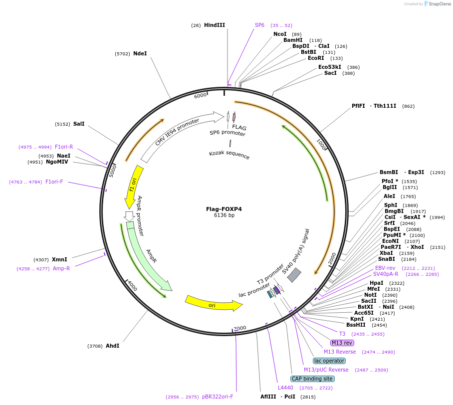 153148-plasmid-map-sequence-id-299556