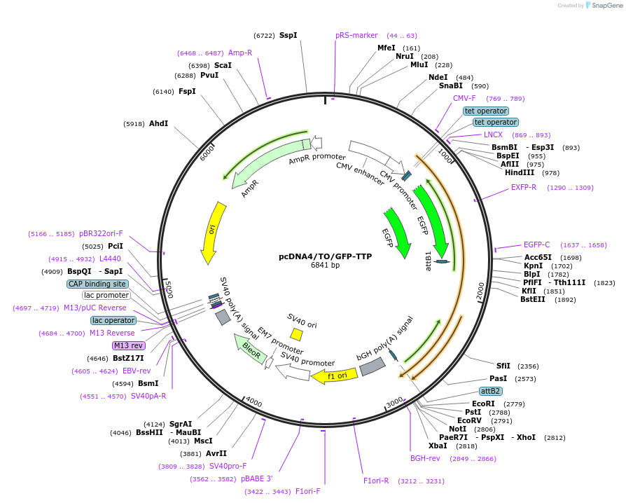 141190-plasmid-map-sequence-id-299557