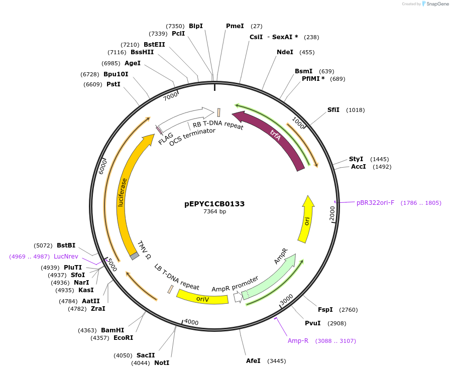 154635-plasmid-map-sequence-id-299564