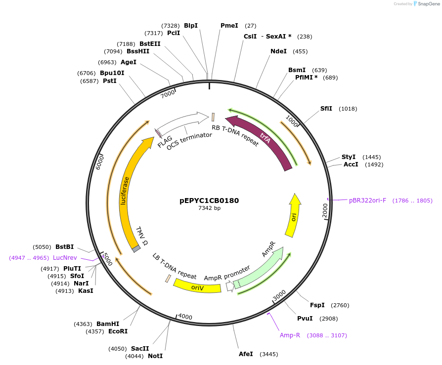 154647-plasmid-map-sequence-id-299577