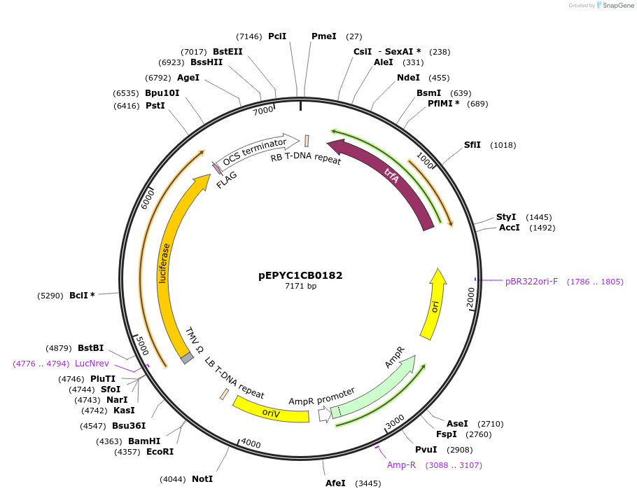 154649-plasmid-map-sequence-id-299579