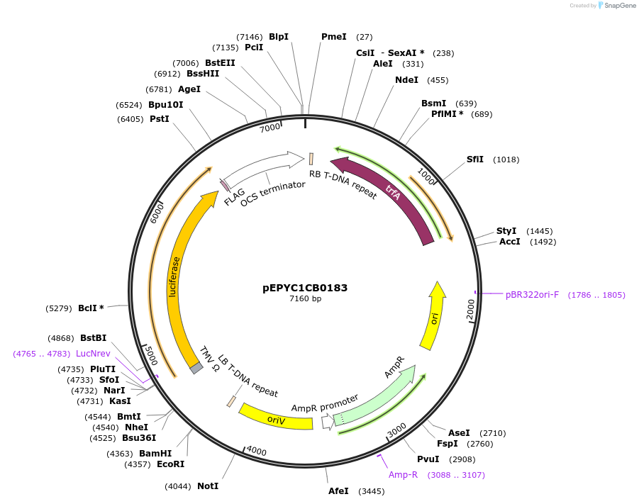 154650-plasmid-map-sequence-id-299580