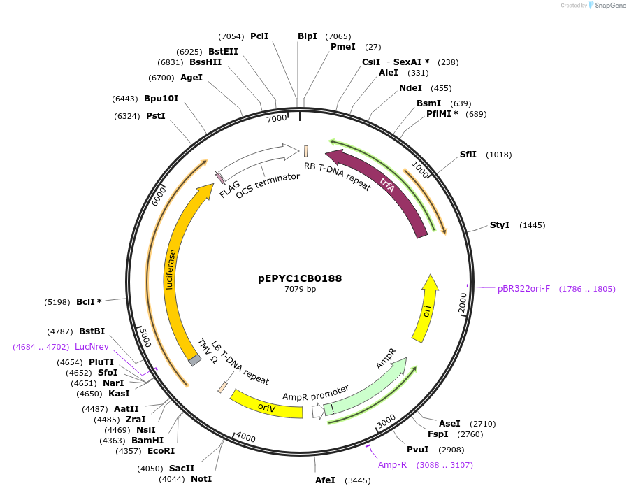 154652-plasmid-map-sequence-id-299582