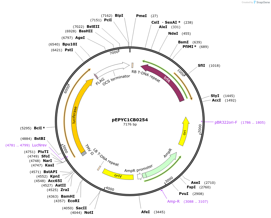 154657-plasmid-map-sequence-id-299587