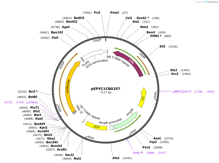 154660-plasmid-map-sequence-id-299590