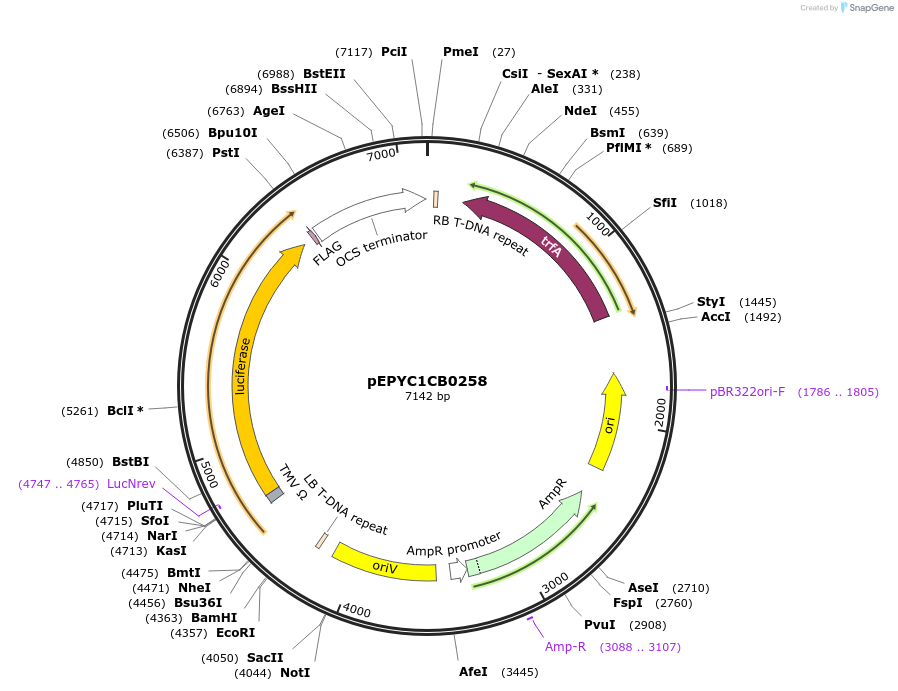 154661-plasmid-map-sequence-id-299591
