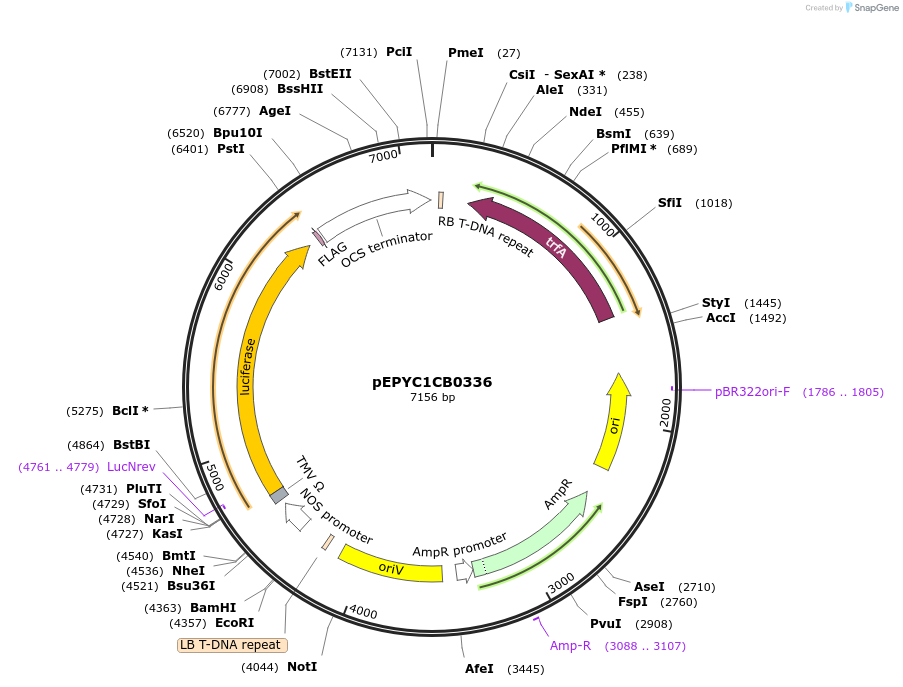 154681-plasmid-map-sequence-id-299612