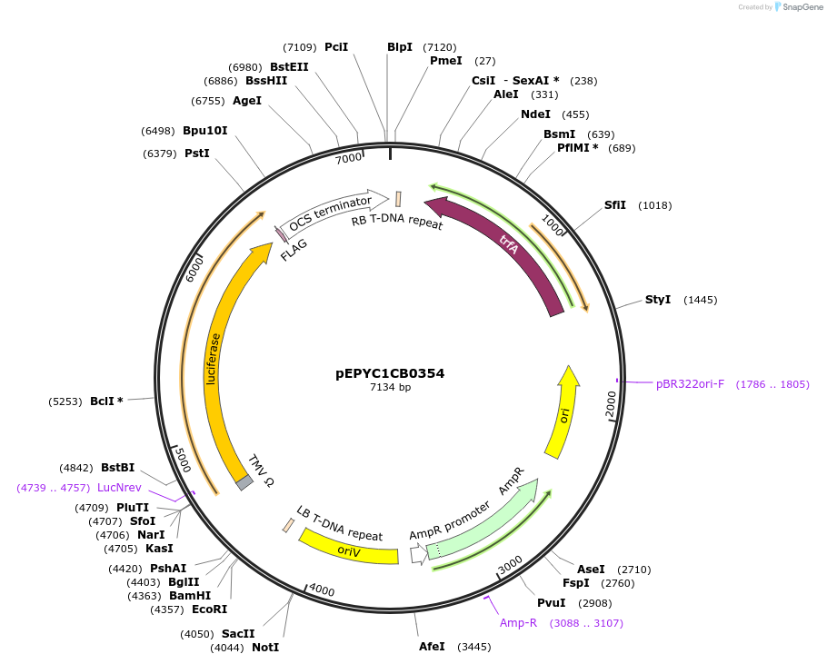154684-plasmid-map-sequence-id-299615