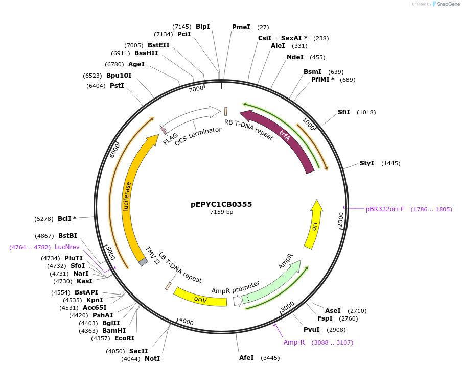 154685-plasmid-map-sequence-id-299616