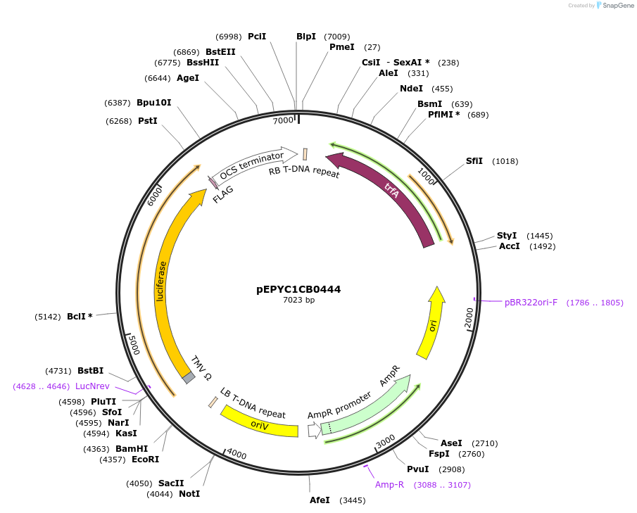 154702-plasmid-map-sequence-id-299636