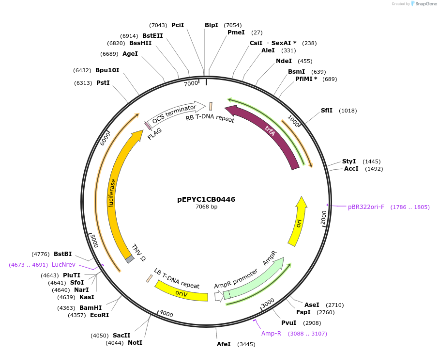 154704-plasmid-map-sequence-id-299638