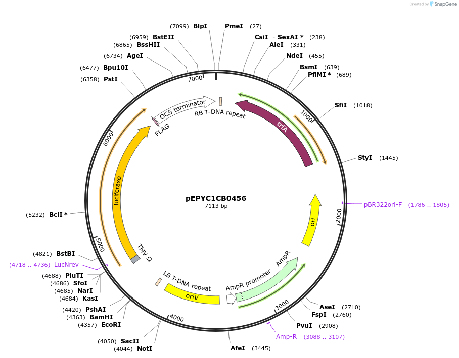 154711-plasmid-map-sequence-id-299645