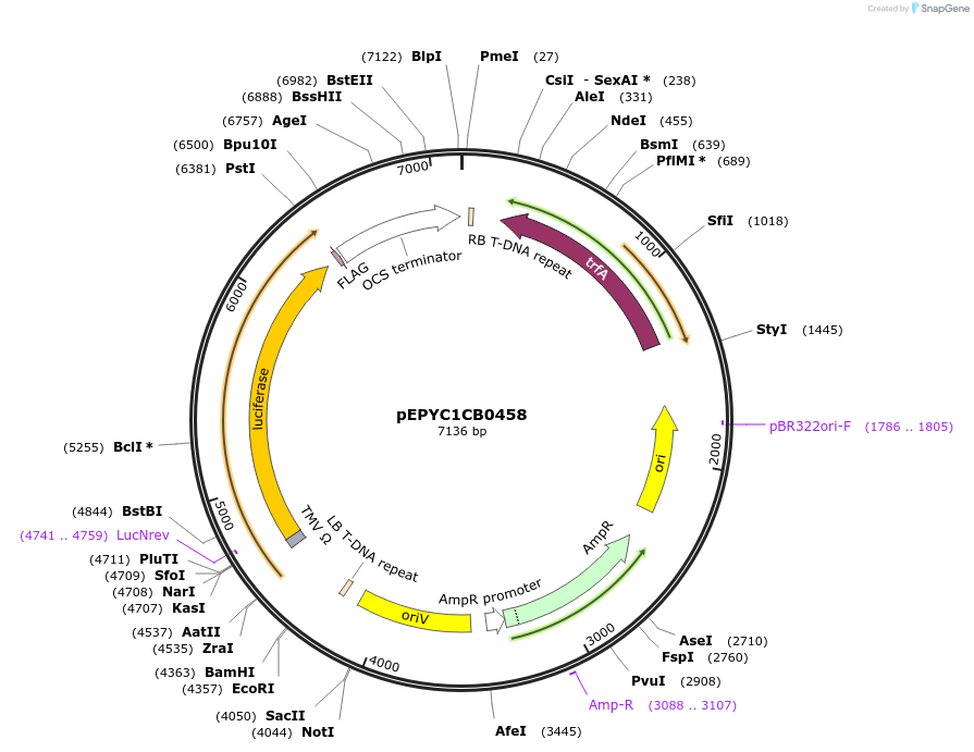 154713-plasmid-map-sequence-id-299647