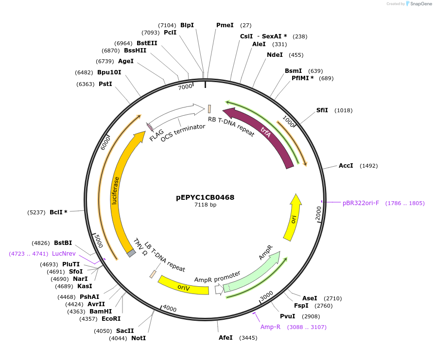 154717-plasmid-map-sequence-id-299651